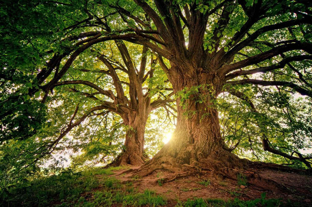 Kräftige Bäume mit Sonne, welche das Bild von Stabilität für den Umgang mit gesundheitlichen Herausforderungen bei der Wiederkehr in den Beruf zeigen sollen. Gesundheitscoaching kann im BEM signifikant unterstützen.